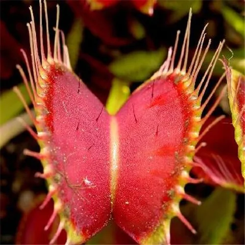 100 шт. горшках насекомоядные растения bonsais карликовые деревья Dionaea Muscipula Гигантский Клип Венера Flytrap bonsais украшения дома и сада