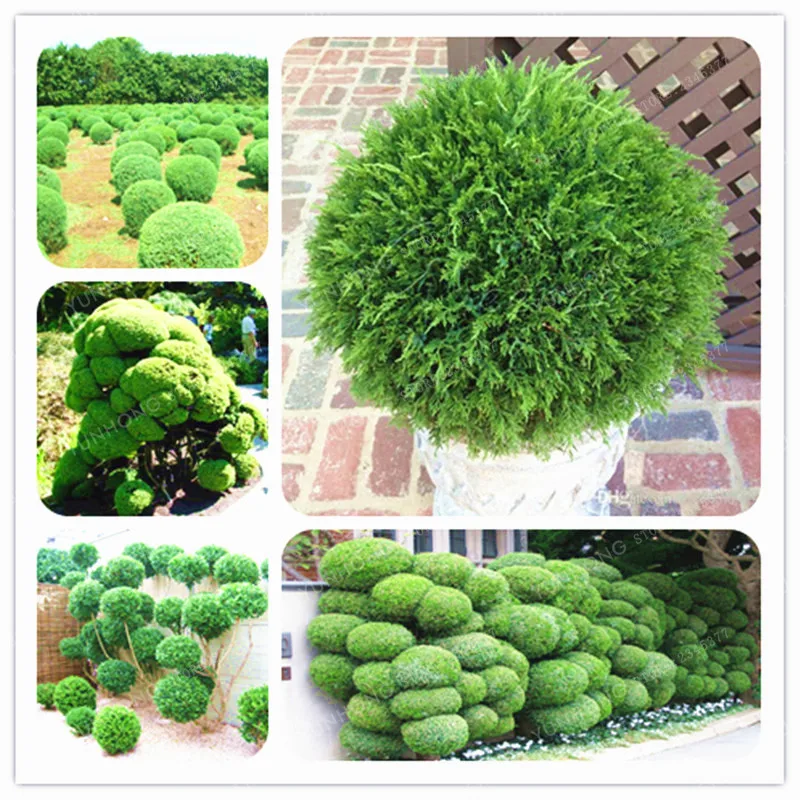 

30 Pcs Juniper Balls Tree Bonsai Potted Flowers Purify The Air Absorb Harmful Gases For DIY Home Garden Planting