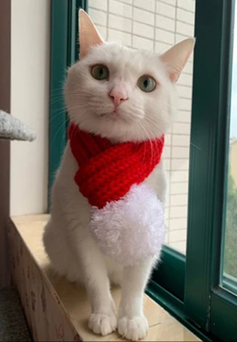 Pet Knitted Scarf Accessories Lovely Dog Cat Poodle Kitty Christmas Ornaments Creative Collar Knitted Fabrics Short Plush S M L (1)