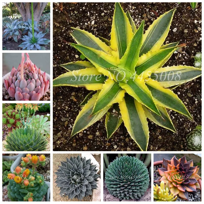 

100 Pcs Mixed Aloe Cacti Agave Bonsai Rare Succulent Plants Agave-Americana Potted Agave Plants For Home & Garden Decor