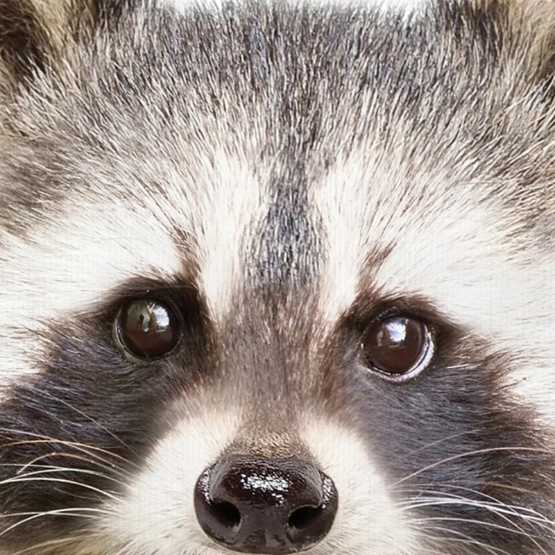 Sylvie-Baby-Racoon-Animal-Print-Framed-Canvas-Wall-Art-by-Amy-Peterson-N-A-6b98f677-dd5a-49dd-86f6-5c1ed512be08.webp