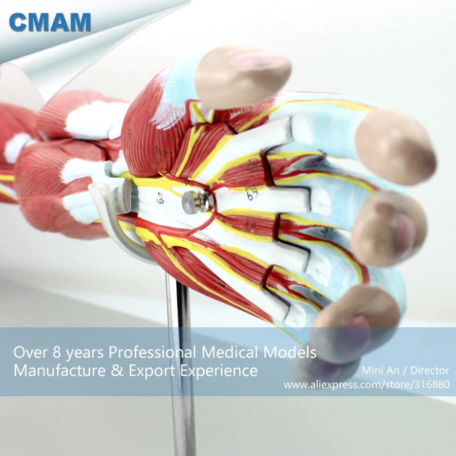 Buy 12025 / CMAM MUSCLE03 Anatomical Vascular Never