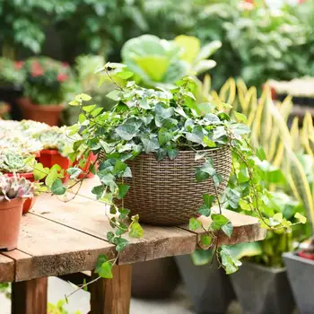 

Home Garden Flower Pots Macrame Wall Hanging Baskets wall decoration Chain Hanger Plants Holders Garden Supplies T