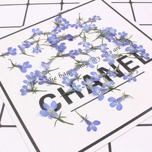 20 шт Красивые Diy сушеные цветы листья ручной материал растения для изготовление браслета ожерелья ювелирные изделия ручной работы синий