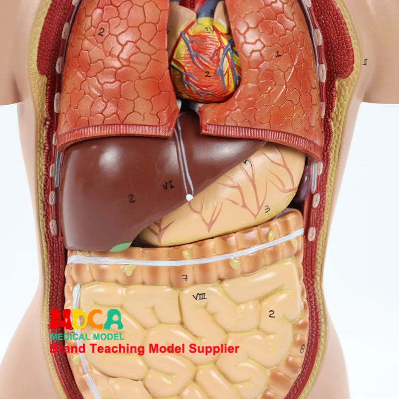 45 см 16 частей мужской и женский туловище висцеральная анатомическая модель желудка медицинское обучающее оборудование