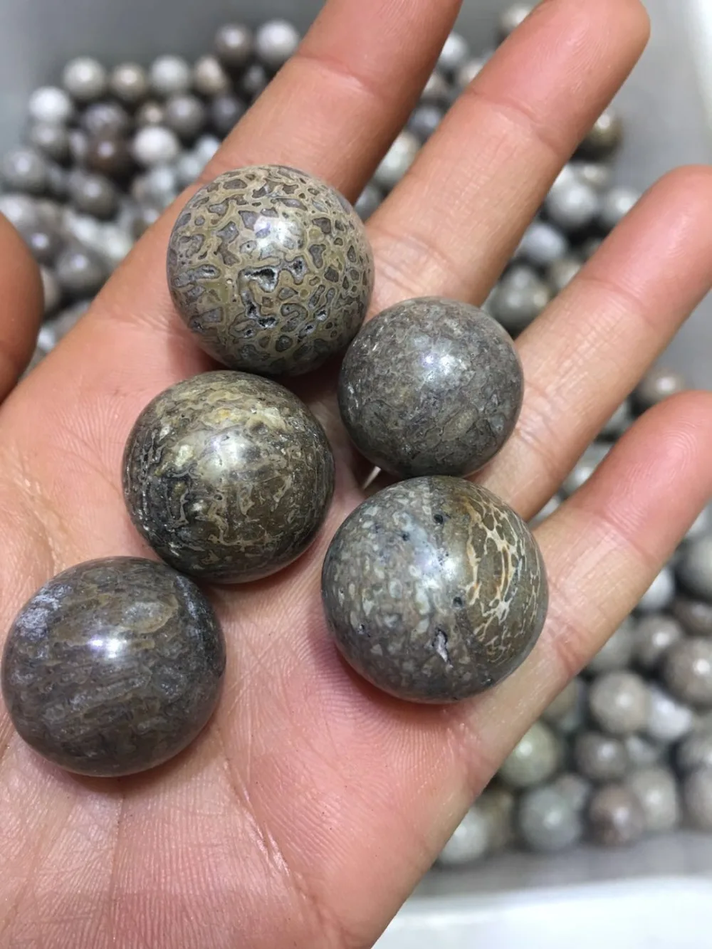 5 個天然恐竜骨化石球鉱物標本宝石ドラゴン化石骨ボール恐竜石