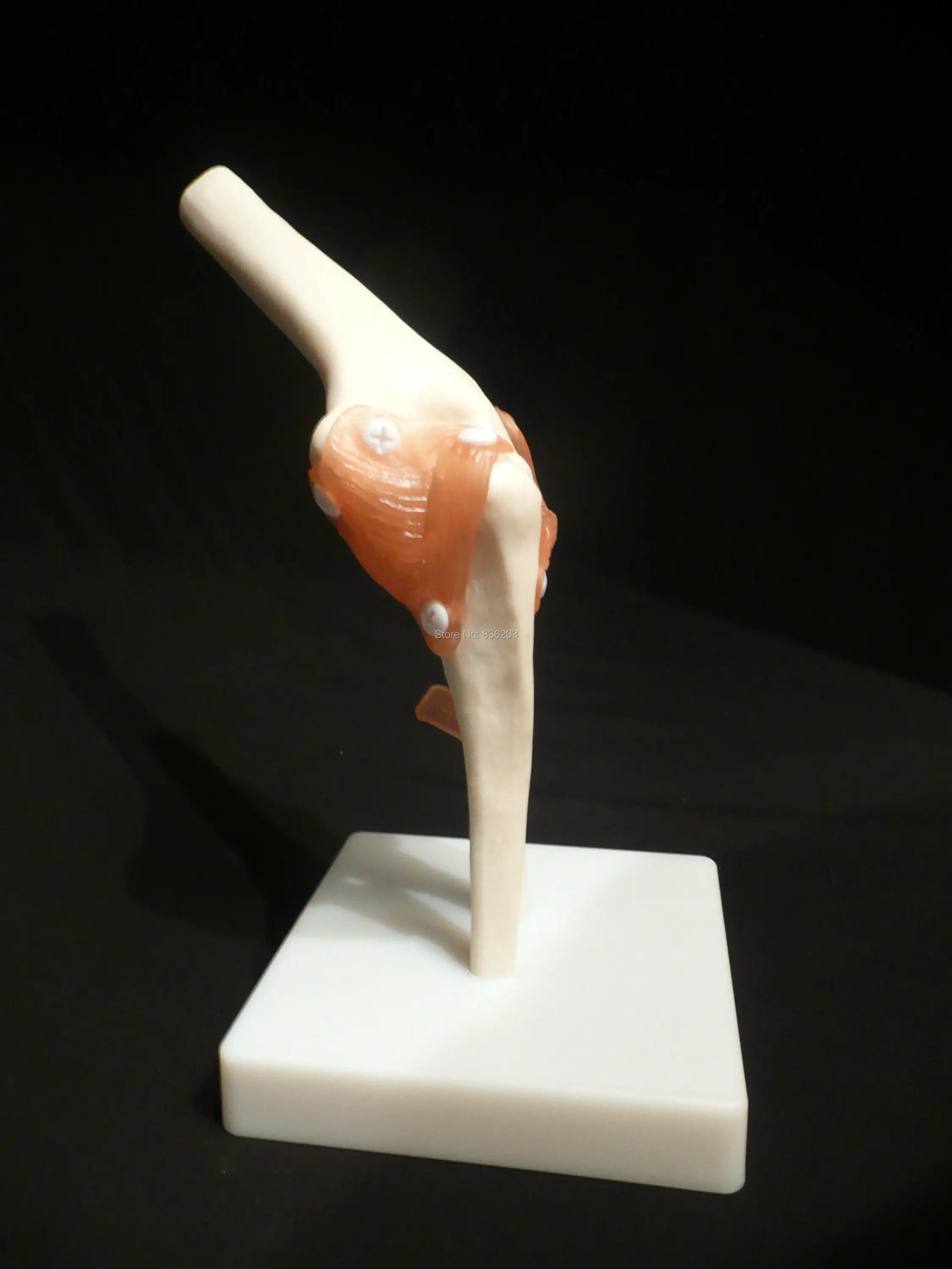 Анатомическая модель в области травм, анатомический скелет, стоматологический анатомический теневой медицинский тренировочный манекен
