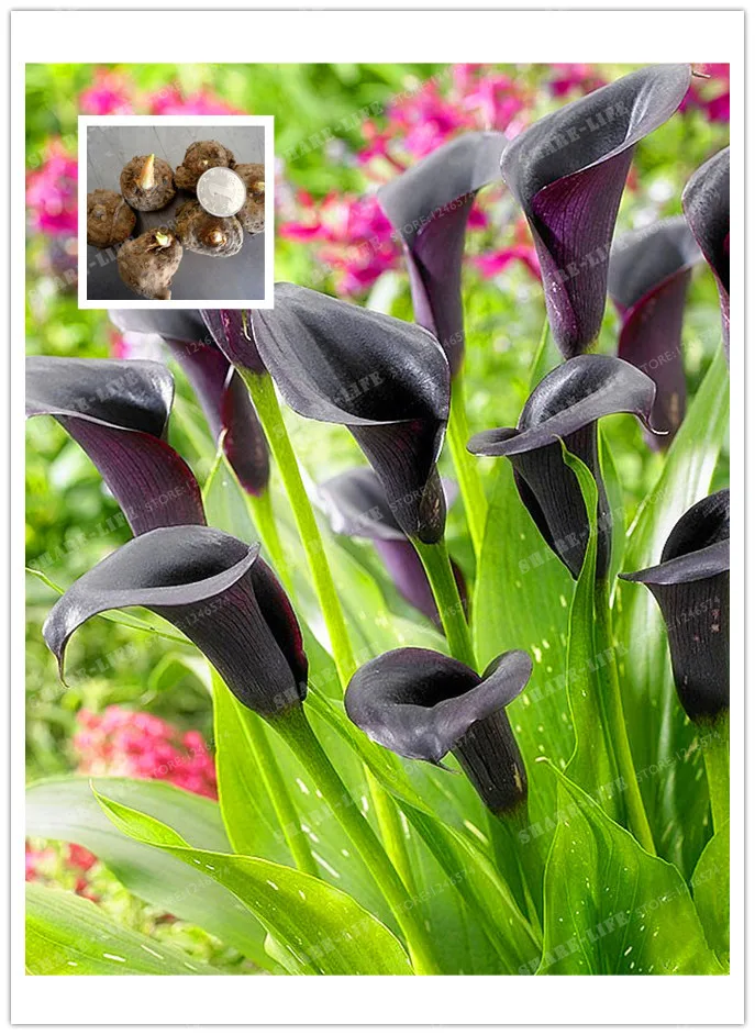 Online Buy Wholesale lily flower bulbs from China lily flower bulbs