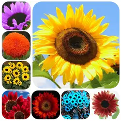 20 шт солнце бонсай из цветов декоративный цветок бонсай растения в горшках Подсолнечник однолетний бонсай для дома и сада B53