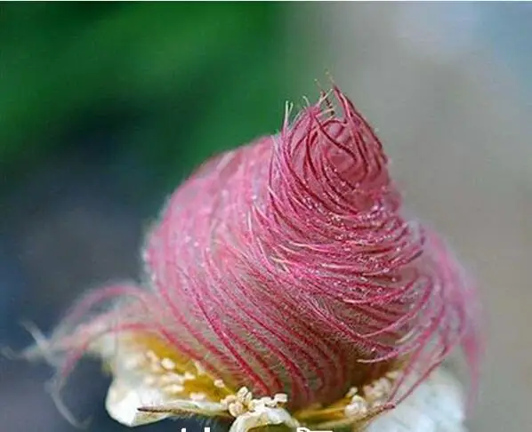 

10pcs/bag Prairie Smoke bonsais, bonsai potted rare flower bonsais, semillas de flores plants for DIY Home & Garden * GIFT