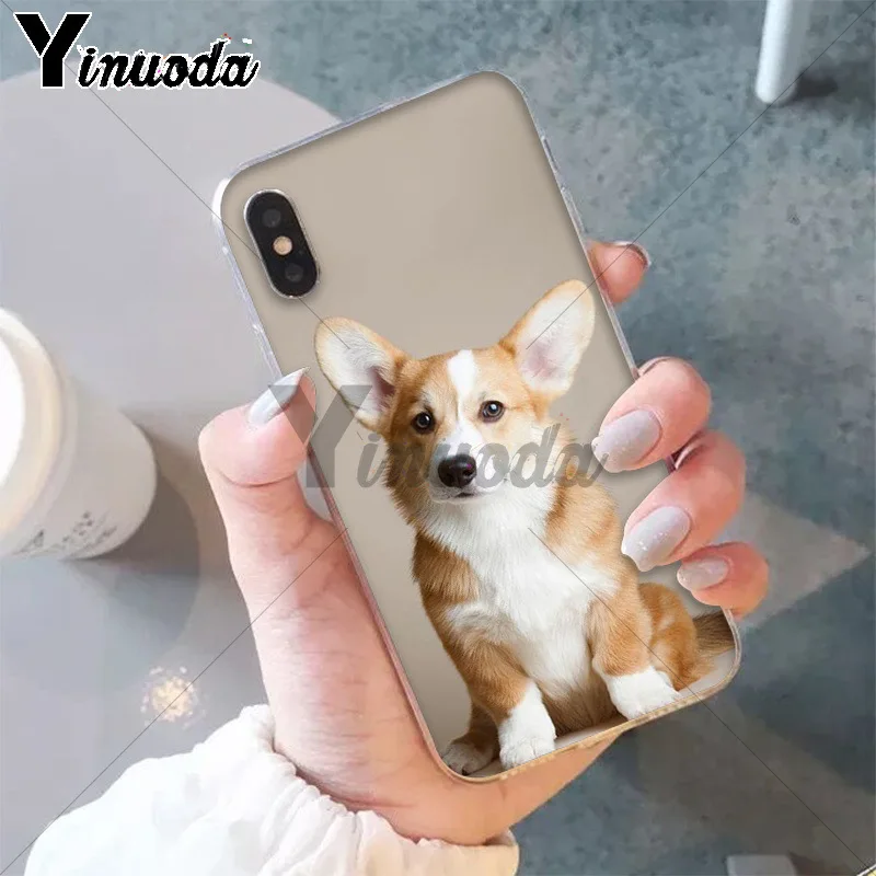 Best friend animal corgi