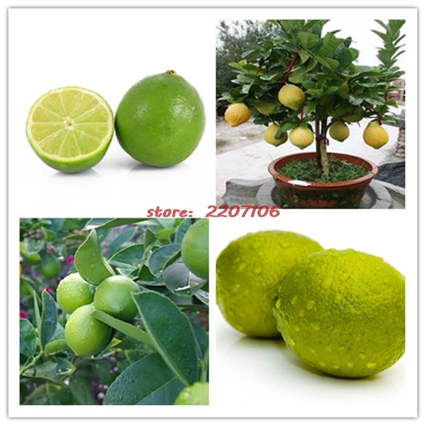 50pcs bag seeds lime seeds Citrus aurantifolia organic fruit seeds BONSAI fruit lemon tree for home