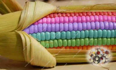 

5 pcs / bag authentic corn ! multi color organic seeds vegetables for home garden plant