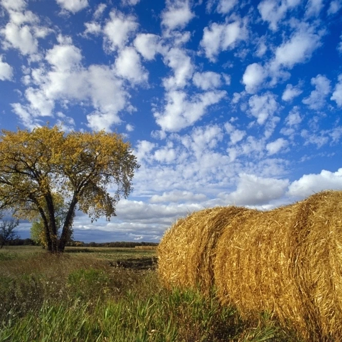 Field And Straw Rolls  St. Adolphe  Manitoba Poster Print (34 x 22)