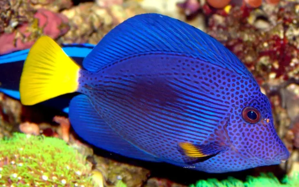 Online Buy Wholesale blue tang fish from China blue tang 