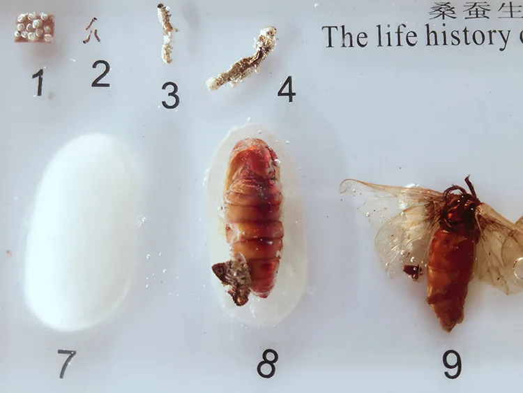 Развитие роста шелкопряда встроенный образец настоящее насекомое история роста образец модель биологическая энтомология учебные материалы