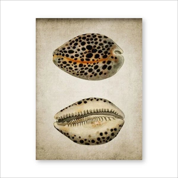 Retro-Seashell-Poster-Art-Print-Wall-Picture-Home-Decor-Vintage-Marine-Prints-Bathroom-Wall-Art-Canvas.jpg_640x640 (2)