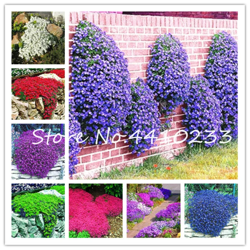 

200 Pcs Rainbow Creeping Thyme Bonsai Rare Color Climbing Rock Cress Perennial Ground Grass Cover Bonsai Flower For Home Garden