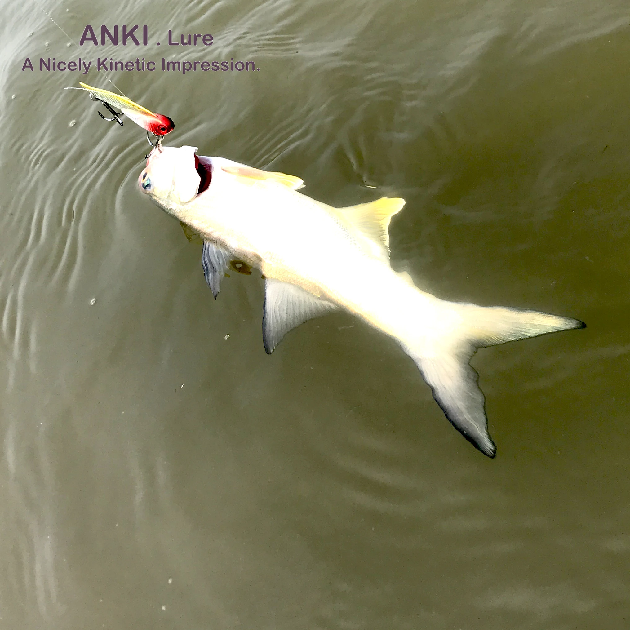 fish2