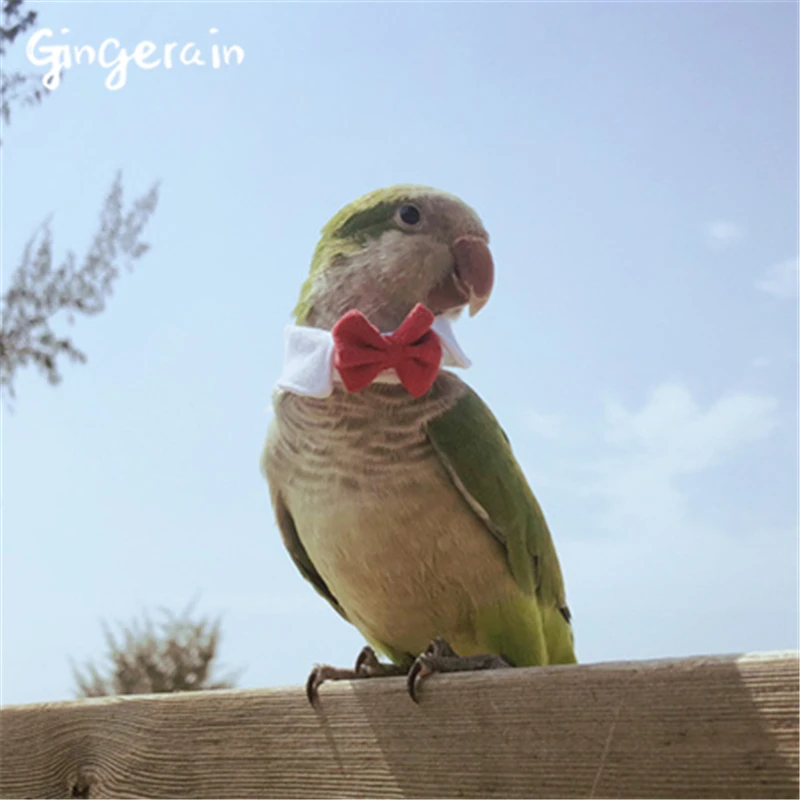 Gingerain одежда с птицами попугай одежда маленький галстук ручной работы на заказ одежда с птицами свитер с капюшоном маленький галстук