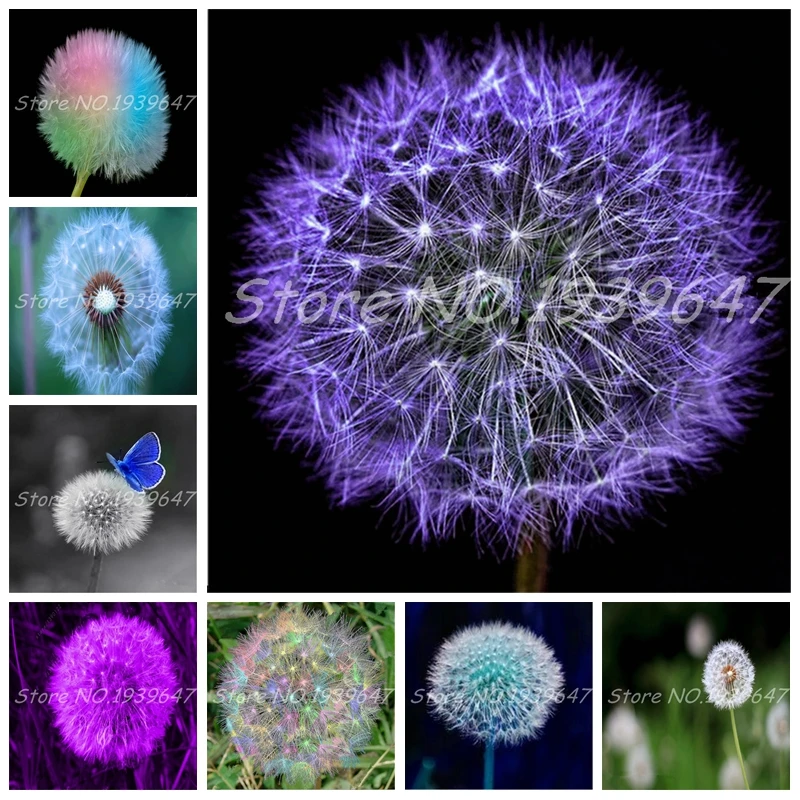 

100 Pcs Taraxacum Mongolicum Flower Bonsai Dandelion Potted Mongol Dandelion Multi-Colors DIY Home Garden Flower Pot Supplies
