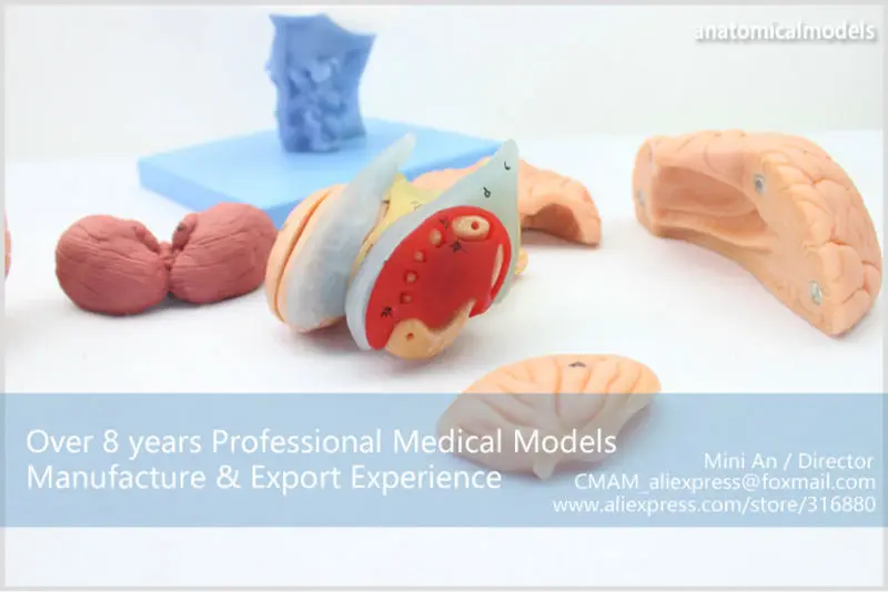 BRAIN06 CMAM BRAIN ANATOMICAL MODEL 15-PARTS