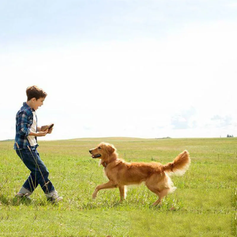 Бритт робертсон собачья жизнь. Мертвая собака с хозяином. Собачья жизнь бейли. Души собак живут. Жизнь собак bbc.