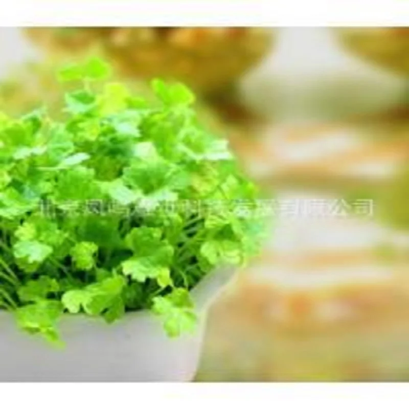 

Japan leaflets coriander bonsai 50bonsais small family organic vegetable garden bonsai