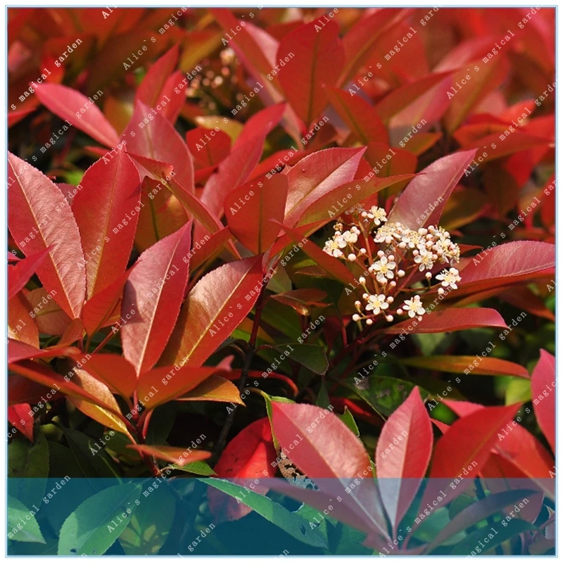 

ZLKING 20PCS forest Photinia Red Robin heather tree leaves hedge real locations