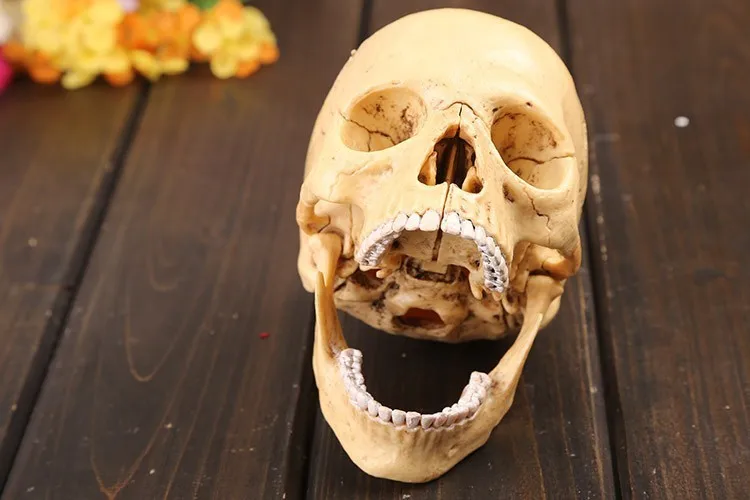 4D master human skull модель 17 шт Набор собранная Анатомия человека мерная модель