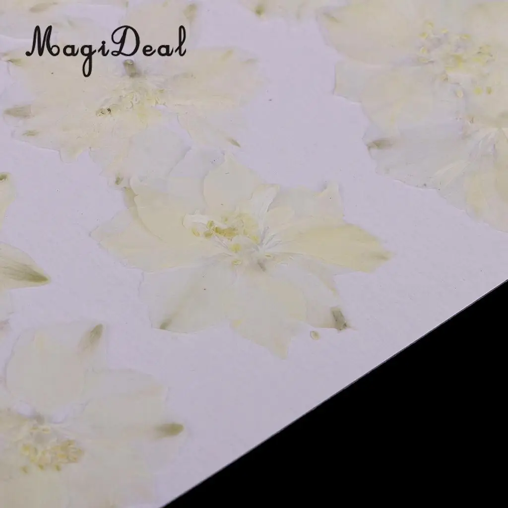 10 / 20Pcs Beautiful Real Pressed Rose Petal Babysbreath Flowers Dried Flowers for Art Craft Scrapbooking DIY Resin Jewelry