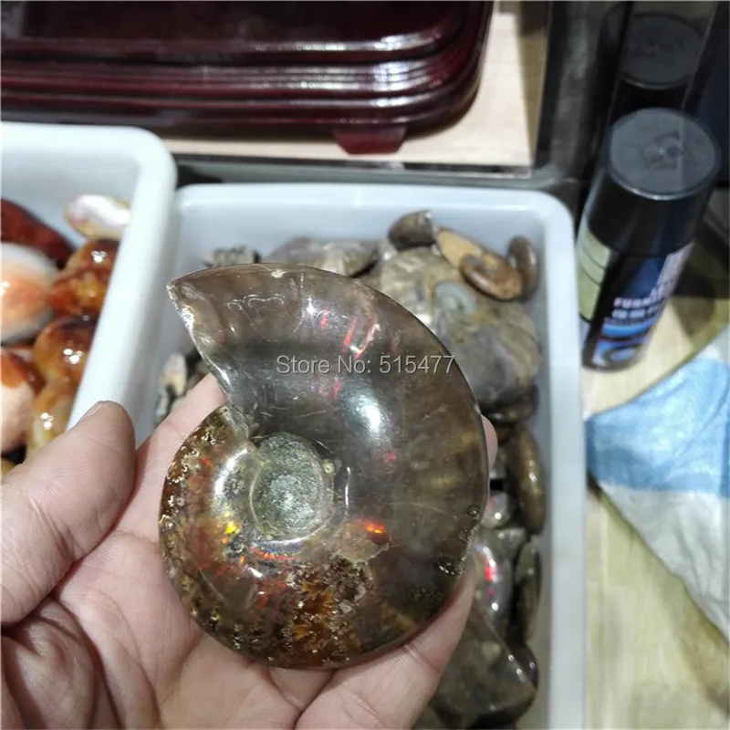 

2.2lb Rainbow Iridescent Ammonite Shell Fossil Specimen Madagascar free shipping