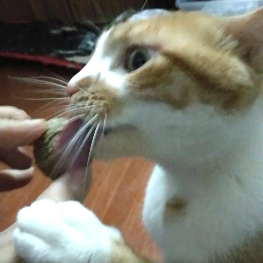 PET050.3