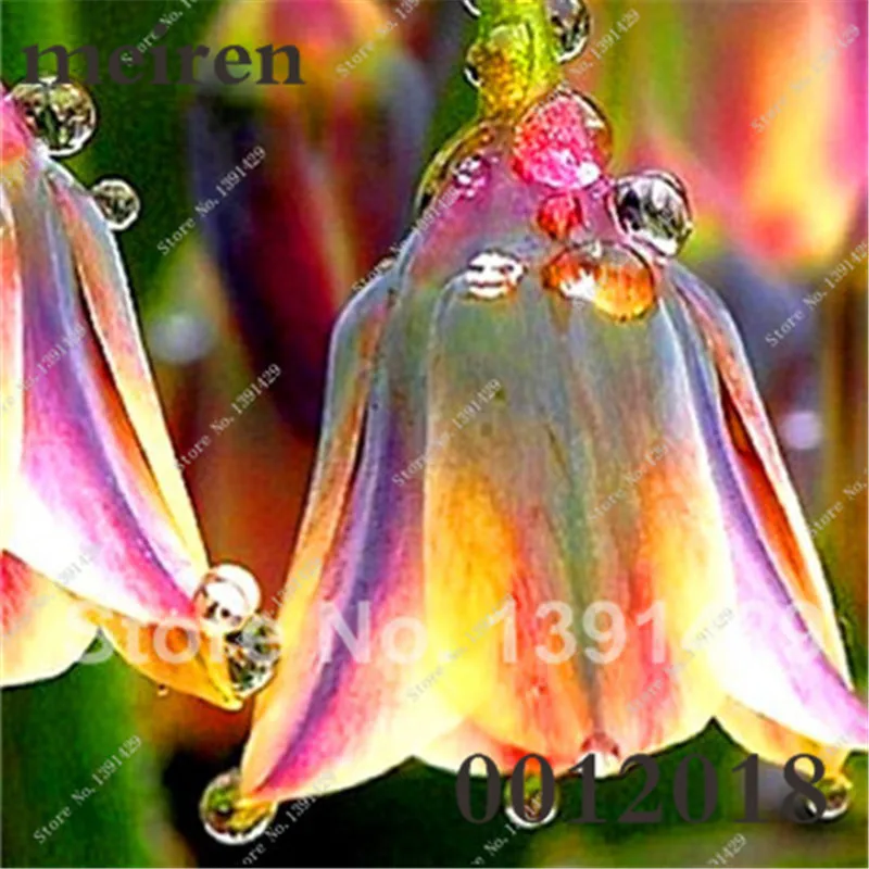 Hot Sale 100 Pcs/Bag Bell Orchid Bonsai Flower Campanula Bonsai Flower Seedling Convallaria Plant Pot For Home Garden air plants