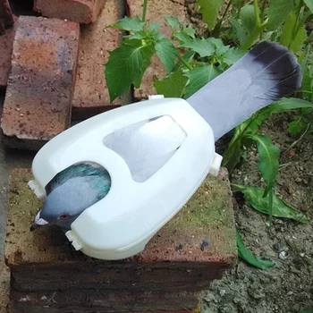 

Pigeon fixed box pigeon feeding feeding medicine pigeon carrying observation supplies
