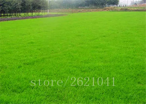 

500pcs/bag zoysia grass Beautiful plant for home garden