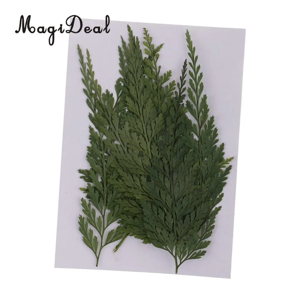 12pcs Real Pressed Fern Leaves Natural Dried Flowers for Art Craft Scrapbooking Card Making Resin Jewelry Craft DIY