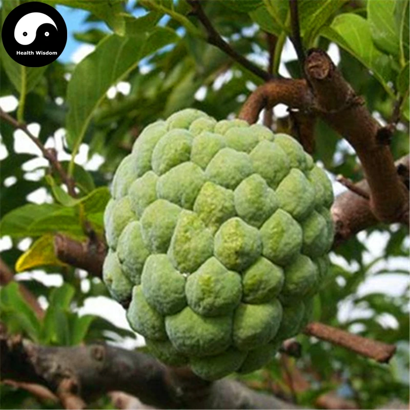 Купить Annona Squamosa фруктовое дерево Semente 30 шт завод Sweetsop для чиримола