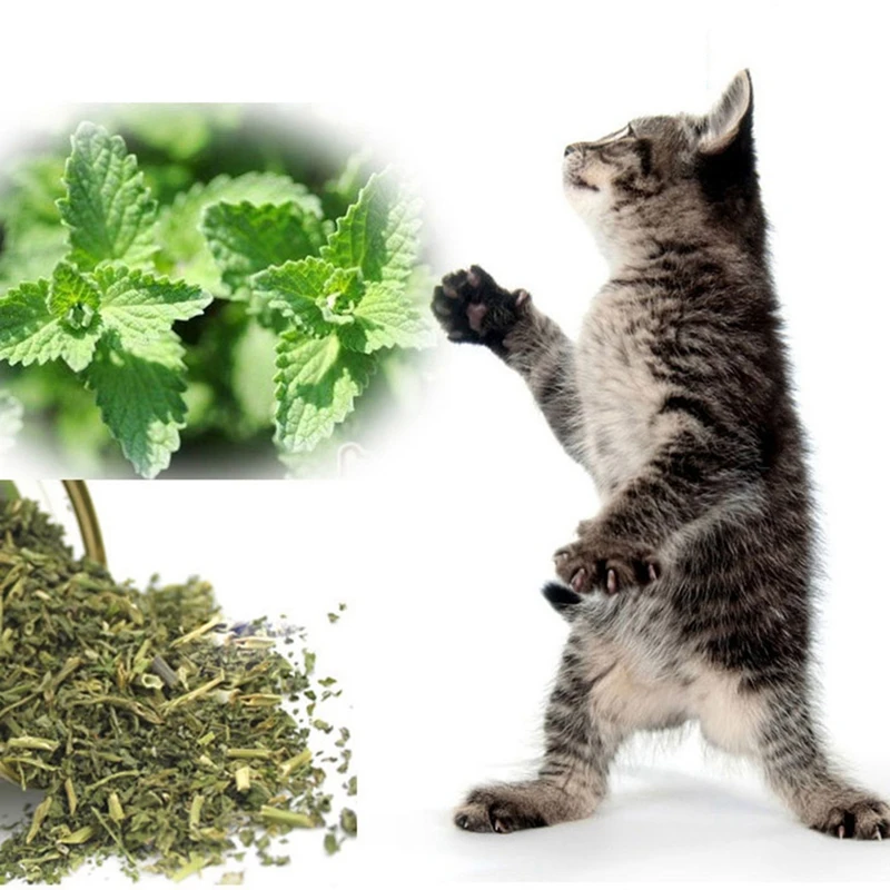 Сухая мята для кошек. Кошка мята. Кошачья мята котятам можно. Кошка и кошачья мята. Кошачья мята.