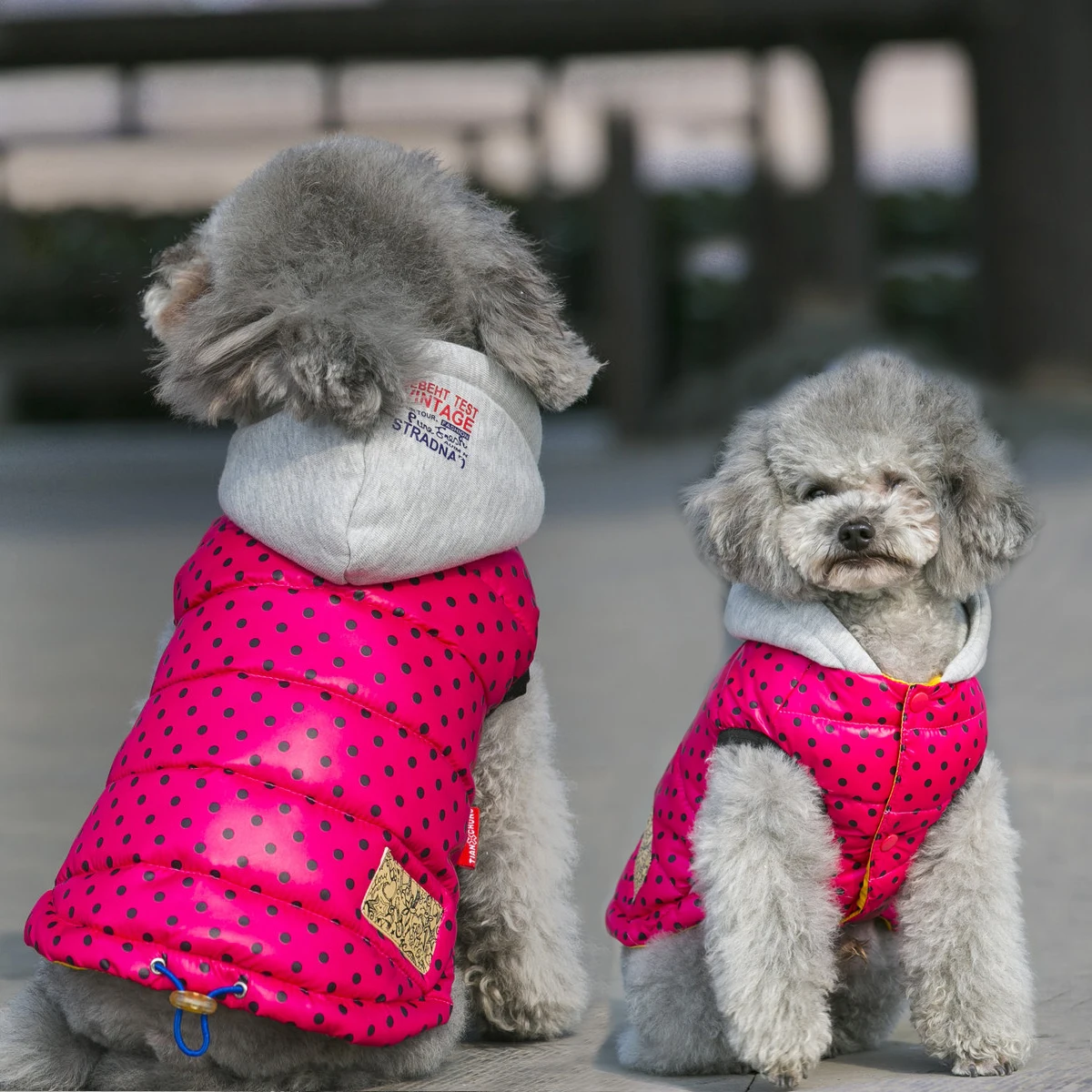 How To Make A Sweater For Your Puppy Out Of A Sock!