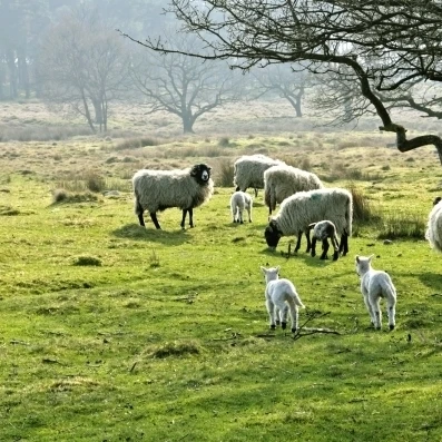 Sheep Grazing In A Pasture  Derbyshire  England Poster Print (24 x 9)