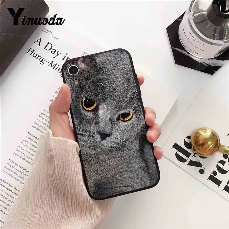 British Shorthair cat Top Design