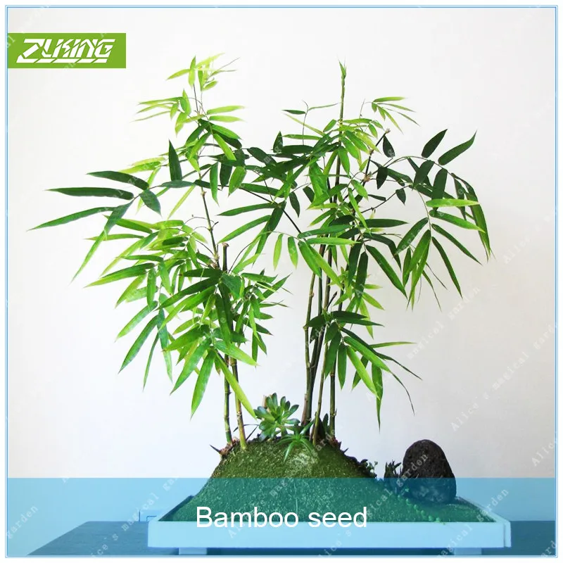 ZLKING 20pcs Mini Interesting Bamboo Bonsai Perennial Evergreen