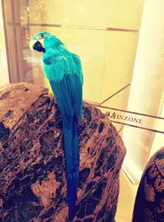 Творческий моделирование попугай модель пены и меха большой голубой попугай птица игрушка в подарок около 65 см 3020