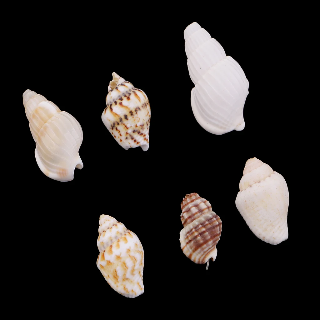 30pcs Party Festival Home Decor Aquarium Decoration Conch Shells Natural Sea Beach Shell Conch Seashells For DIY Candles Crafts