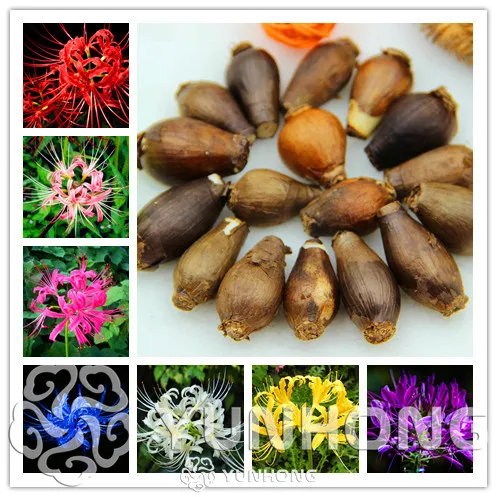 

True Lycoris Bulbs,(Not Bonsai), Potted Plants Planting Seasons Indoor Bonsai Plant For Home Garden-2 Bulbs