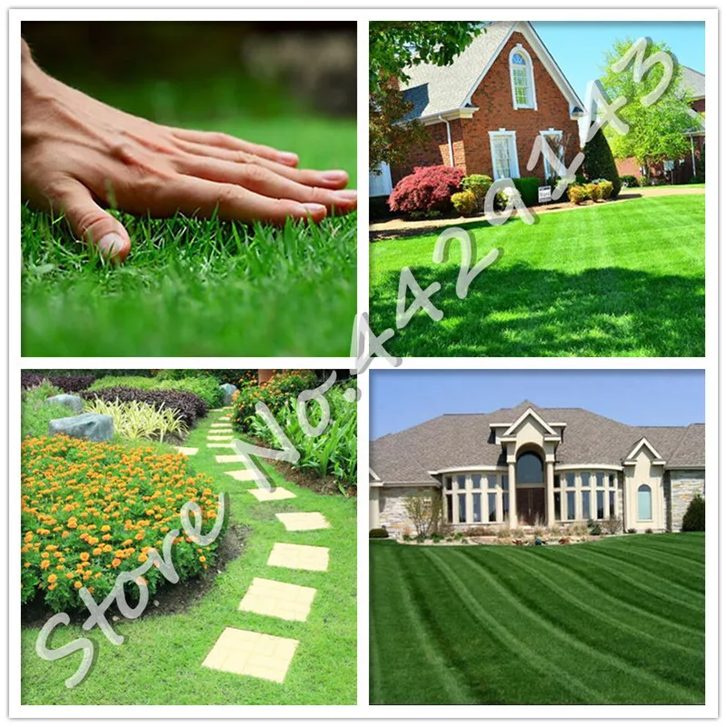 

500 Pcs Exotic Grass Lawn,Perennial Evergreen Lawn Bonsai Ornamental Plan Villa Courtyard Dedicated Germination Rate Of 98%+