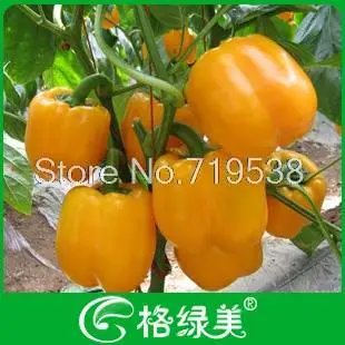 

Yellow sweet pepper bonsais bag pepper bonsais 100pcs