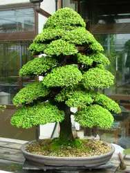 Бонсай 100 шт./пакет сакральный японский кедр бонсай декоративное дерево для домашнего сада
