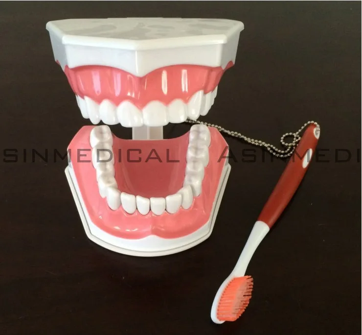 Модель зуба Colgate модель зубов для полости рта Студенческая обучения детские зубы